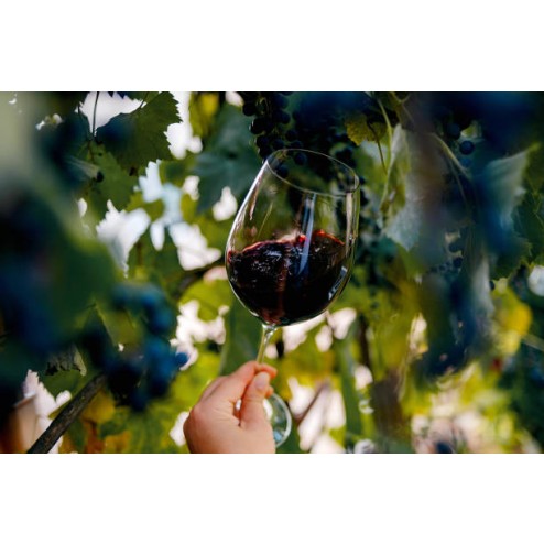 16/04 CABERNET SAUVIGNON PELO MUNDO